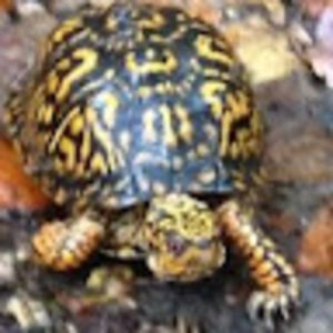 Meet your Posher, Leslie